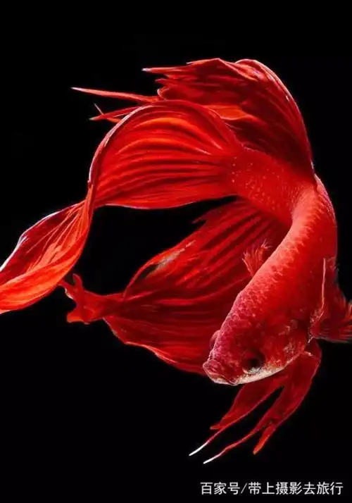 金鱼摄影图 - 堆糖,美图壁纸兴趣社区