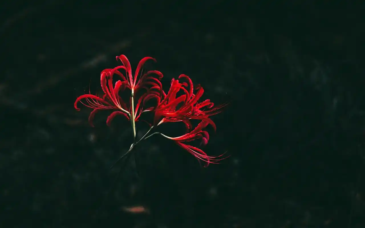 唯美彼岸花高清桌面壁纸