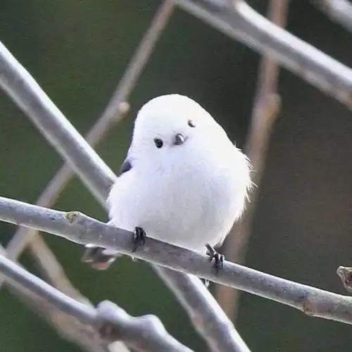 可可爱爱歪着脑袋来康康歪头杀真是小宝贝啊