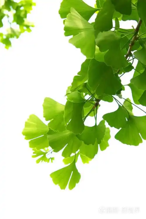 银杏树上的绿叶白果树的叶子在明亮的天空