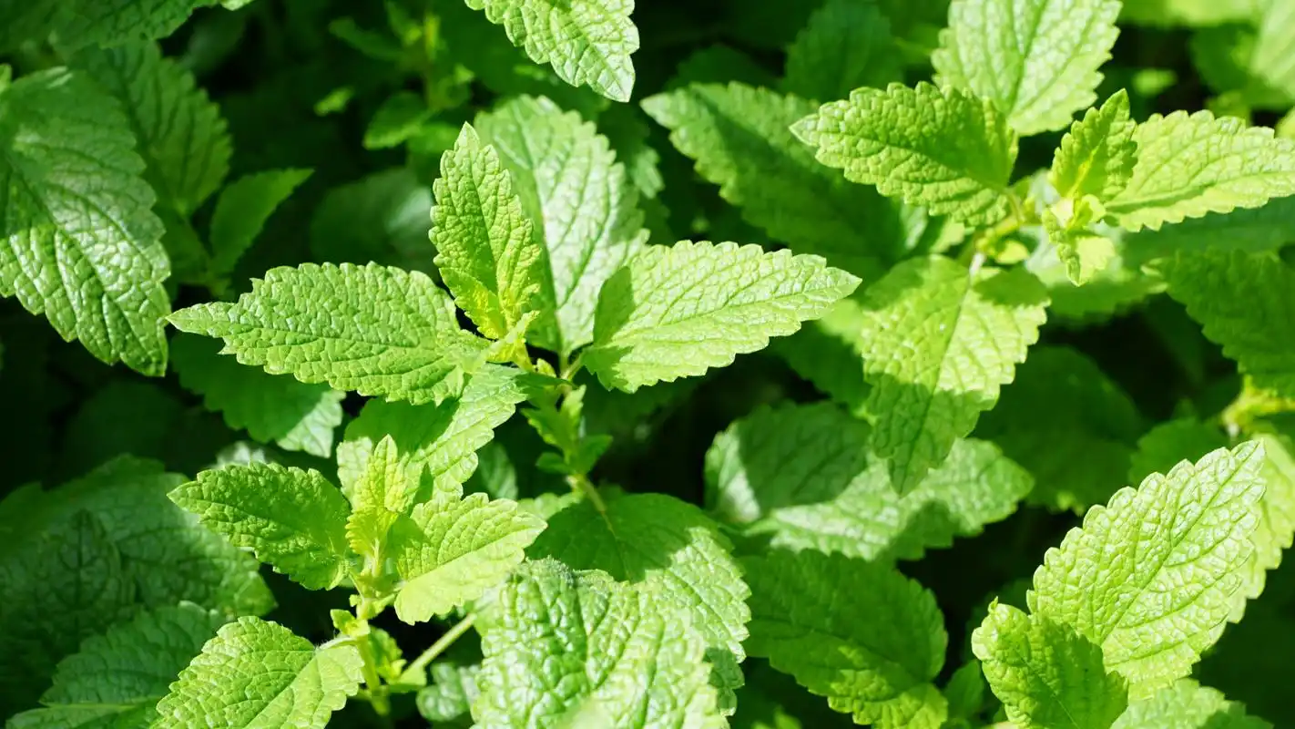 绿色植物薄荷,高清图片,电脑桌面-壁纸族