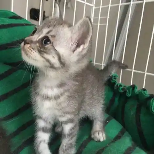 暹罗和英短串的小奶猫 一个多月了