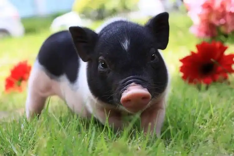 "黑背白肚银项圈 白里透红赛贵妃",陆川猪嘴短,塌背,额宽,额头白毛