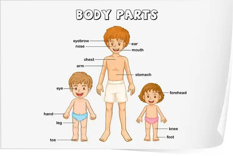 身体部位的海报图片