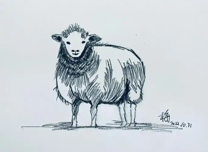 晴天绘画综合团练20羊咩咩