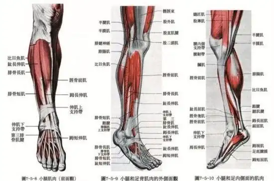 小腿肌肉分布图