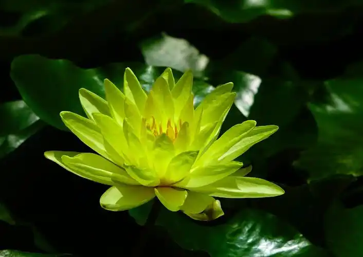 来生愿作一朵莲