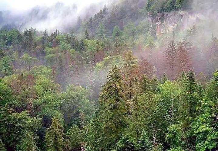 长白山森林资源