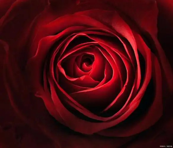 玫瑰花如何保鲜更长时间