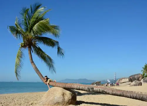 三亚天涯海角景区标志性的景物······椰树.