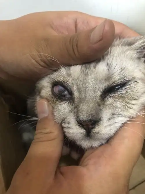讨论猫咪眼睑粘连看不清眼球