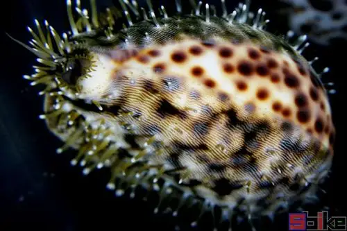 黑星宝螺_虎斑贝_虎斑宝贝_虎皮斑纹贝