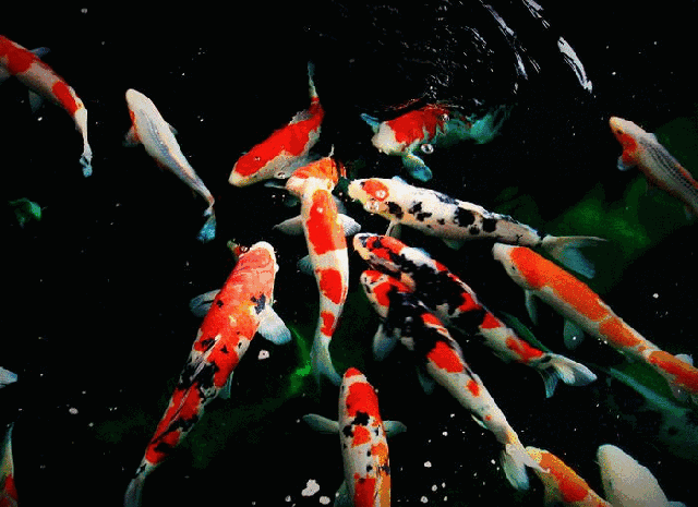 鱼趣图送给有缘的您谁打开都是年年有余都是四季平安