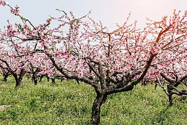 美丽,粉红色,桃花,盛开,桃园,春天,自然