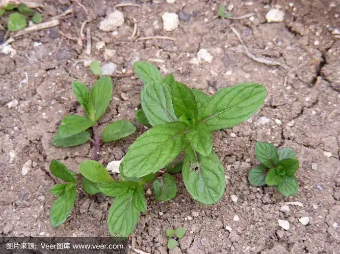 花园里的天然薄荷画,野生薄荷和薄荷画