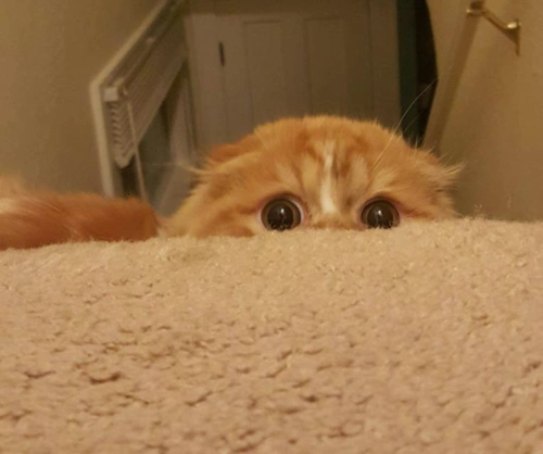 橘猫为什么被大多数中国人喜欢5张超萌的橘猫图片告诉你答案