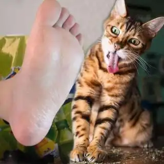 大咖笑料 被臭脚丫熏晕的萌宠们