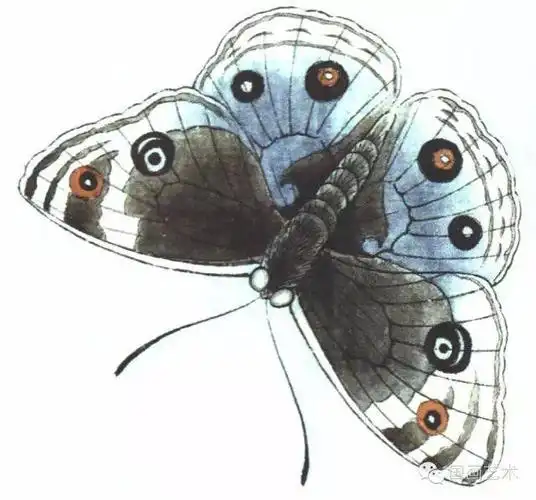 图文教程李晓明工笔蝴蝶设色步骤示范二