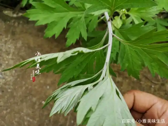 青蒿好吃,却常有人与艾草混淆,五一小假别摘错