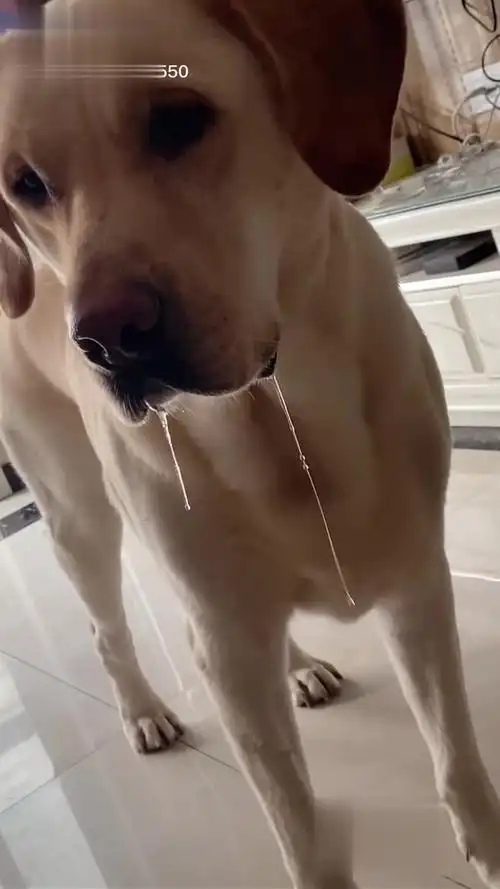 这个东西太好吃了,让布丁垂涎三尺家有馋狗-萌宠视频-搜狐视频