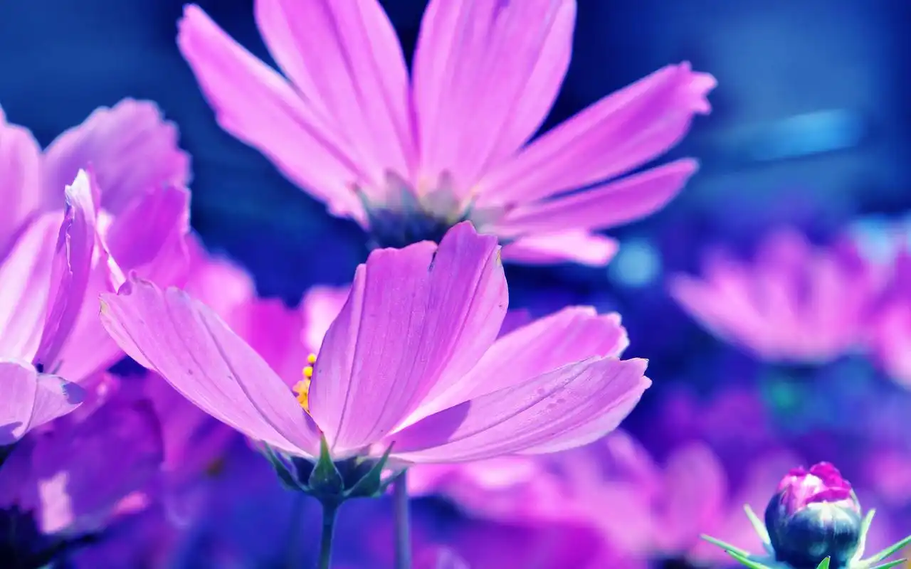 精选唯美素雅小清新美丽花朵植物高清桌面壁纸(三)