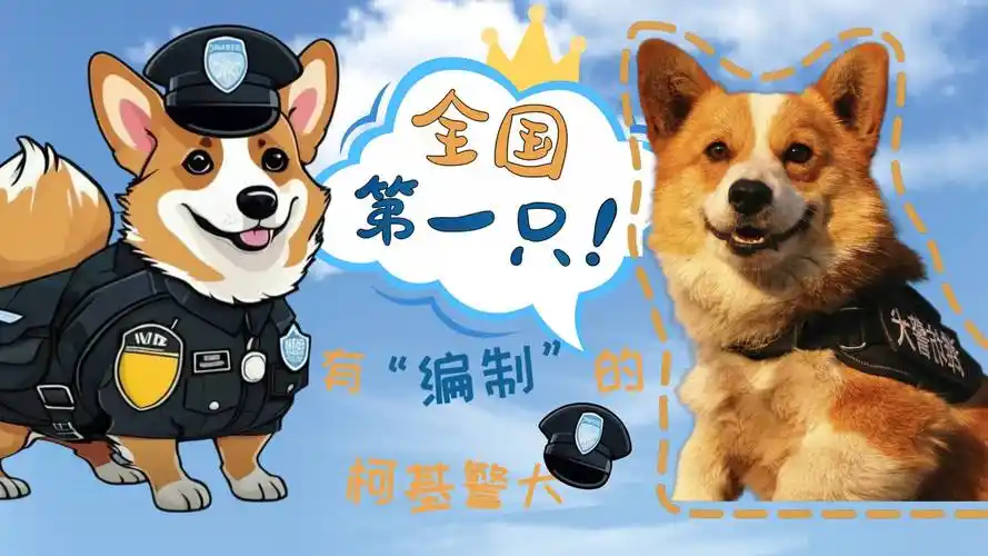 全国第一只有编制的柯基警犬