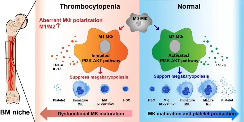 研究发现骨髓m1和m2巨噬细胞极化失衡及其对巨核细胞的支持能力下降