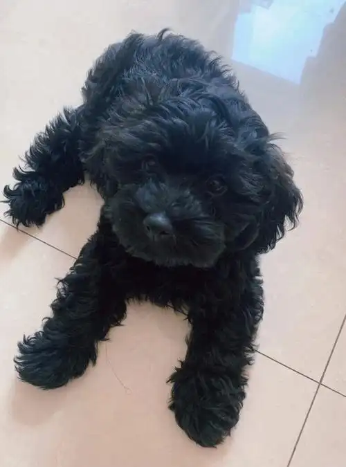 有黑泰迪的进来