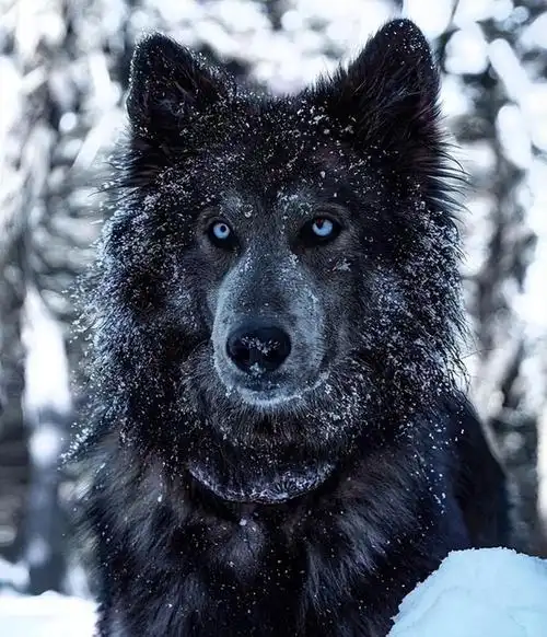 2,最忠诚又可爱的狗狗十大排名,狗狗排行榜之帅