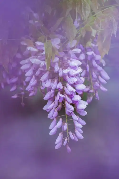 紫色的花朵——紫藤花