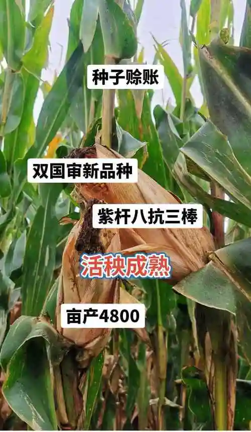 抗涝倒伏 紫根大棒不倒秧 玉米王中王 亩产3800 农业部重 - 抖音