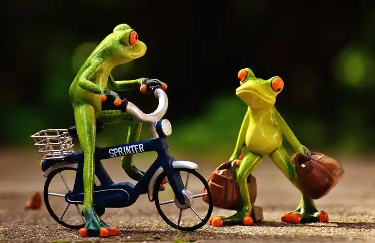 frogs,arrive,bike,holdall,travel,cute,frog