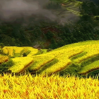 风景gif秋景gif草gif梯田gif