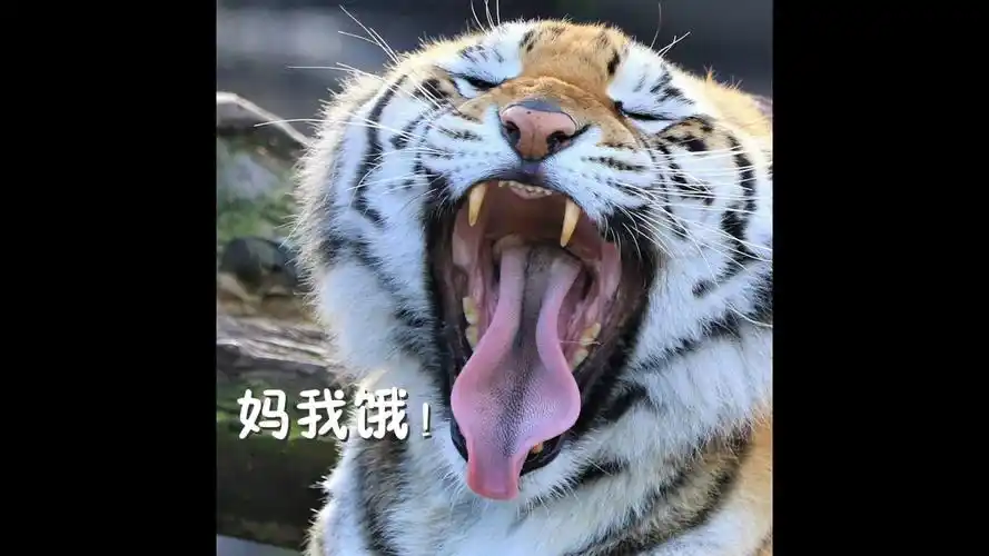 会心一笑的表情包合集