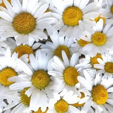 小清新花朵头像高清白色樱花特别适合女生使用的