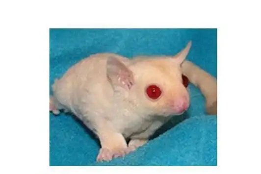 蜜袋鼯品种大全及图片极爱宠物网