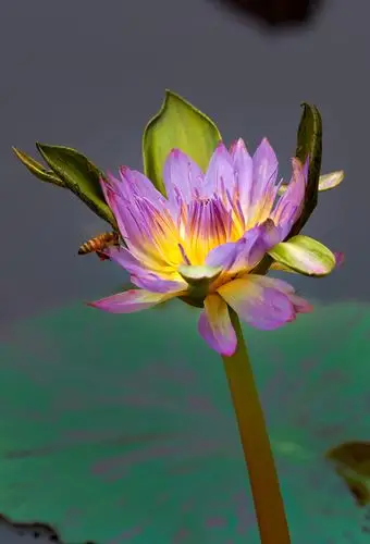 莲花🌺🌸💐 - 美篇