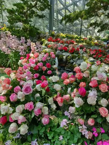 滨海花园欧式玫瑰花花展