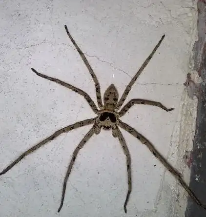 吓 超级吓 家里出现大蜘蛛 ! 有图