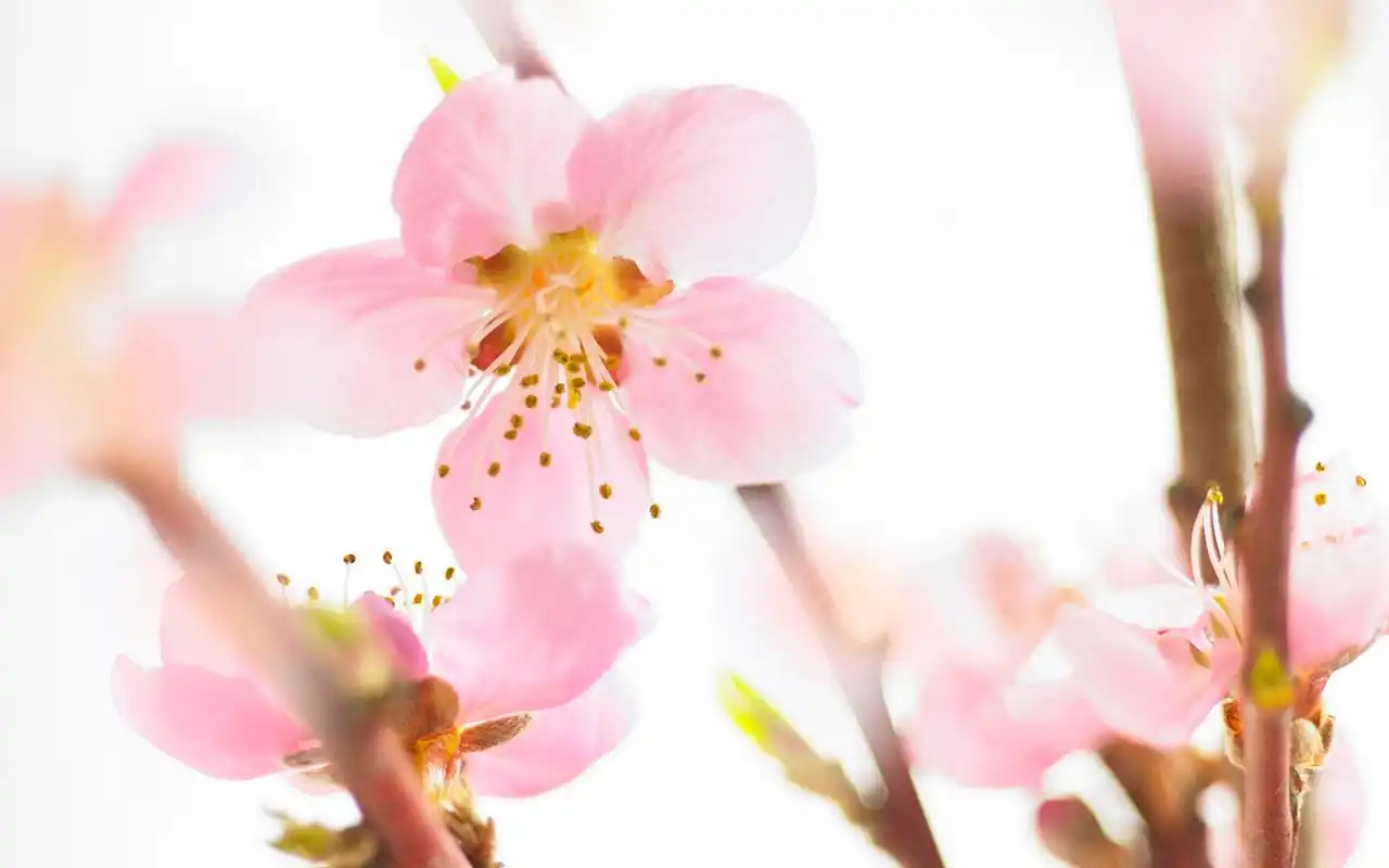 自然清新的桃花