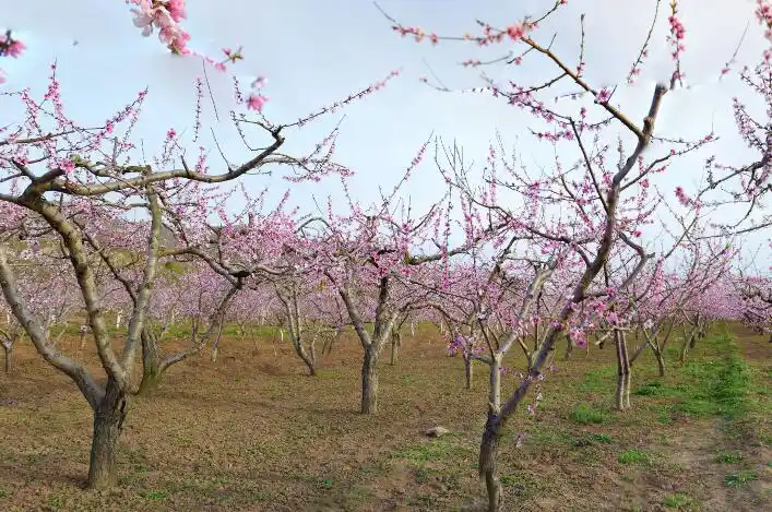 vr全景漫游朱彦夫故土十里桃花如你所愿