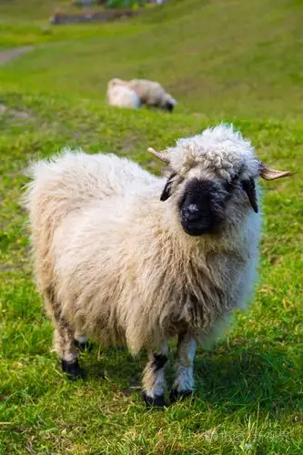 在阿尔卑斯山的瓦莱州黑羊