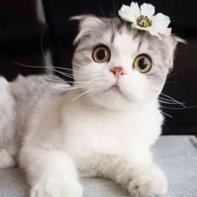 呆萌小猫图片头像 高清可爱的猫图片卖萌头像