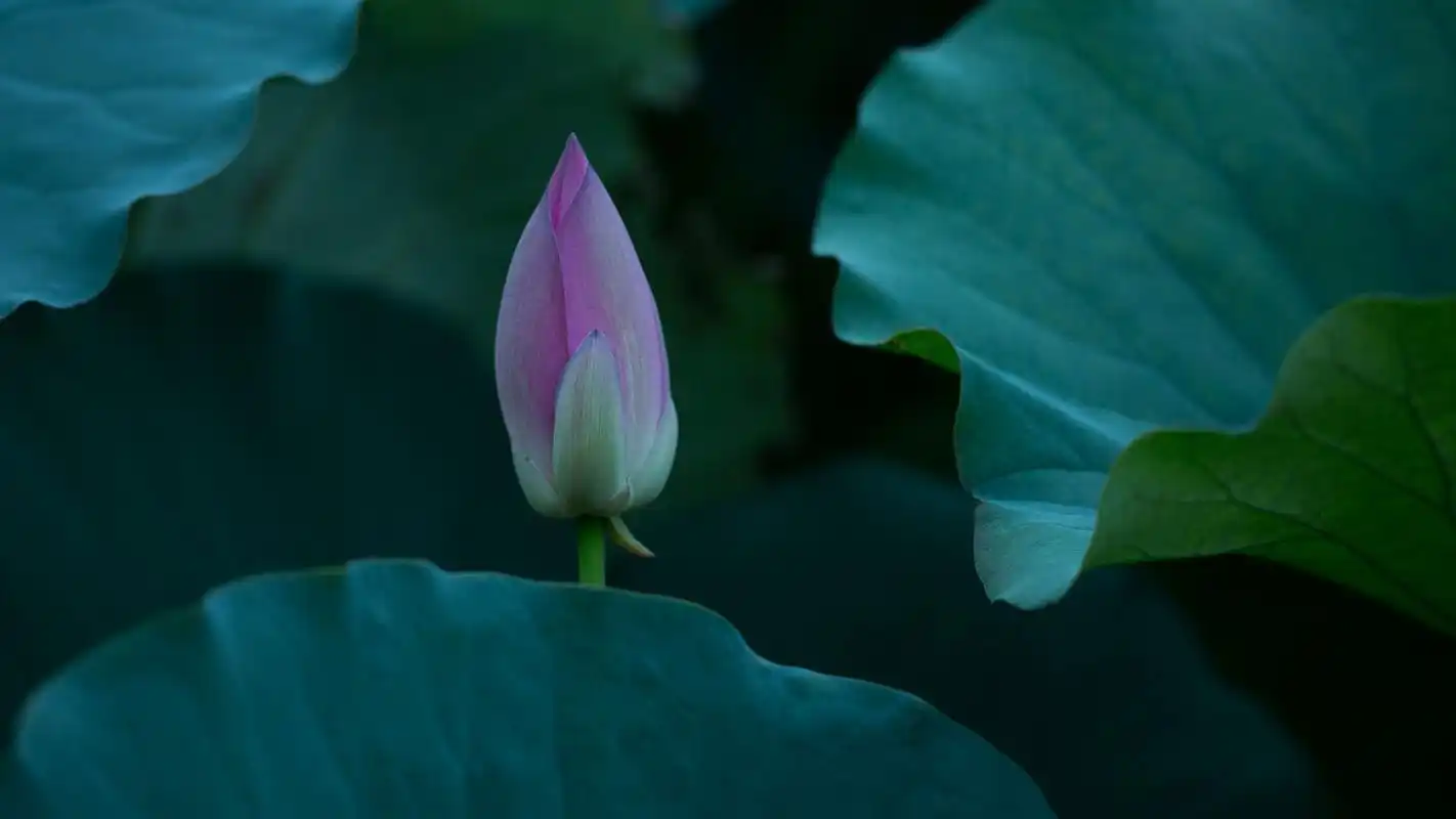 淡雅的荷花图片高清宽屏桌面壁纸高清大图预览2560x1440_植物壁纸下载