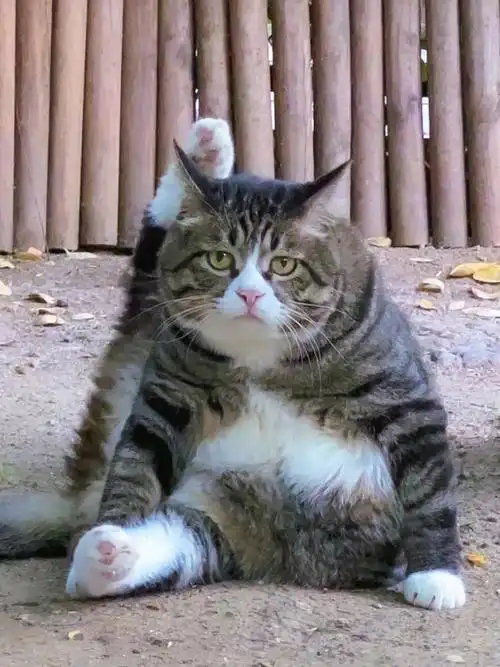 我向你敬礼阿salute