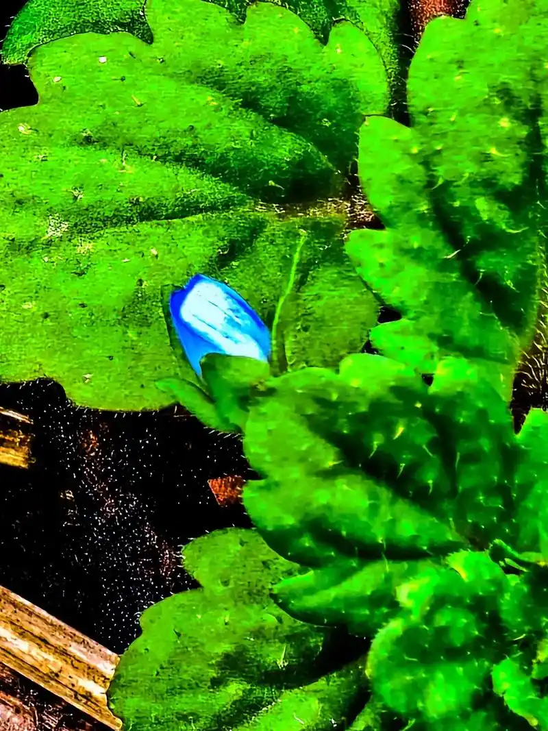 图文伙伴计划2024 第一次用30倍手机数码变焦,拍摄的肉 - 抖音