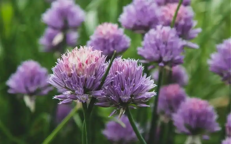 紫色花朵图片摄影电脑桌面壁纸