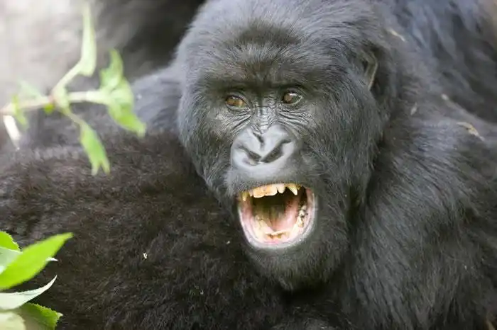 大部分雄性灵长类都有大犬齿,但人类则不然──可能是因为人类女性不