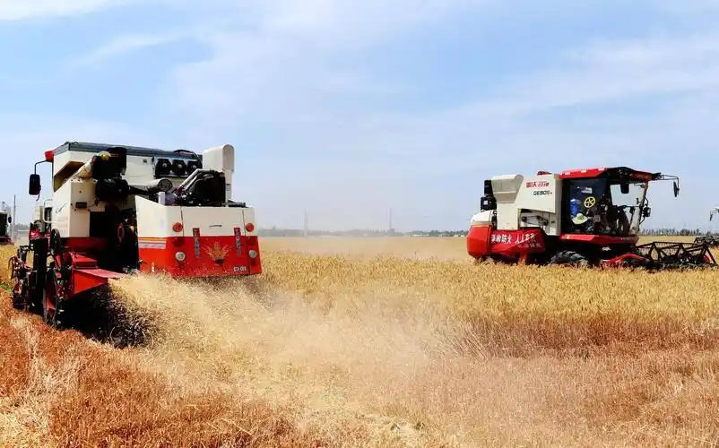 河北夏粮丰收在望