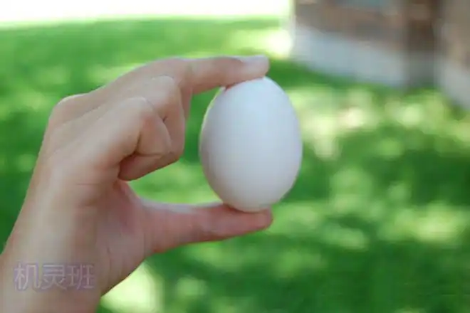 鸡蛋放在手掌为什么捏不碎的趣味小实验步骤图解
